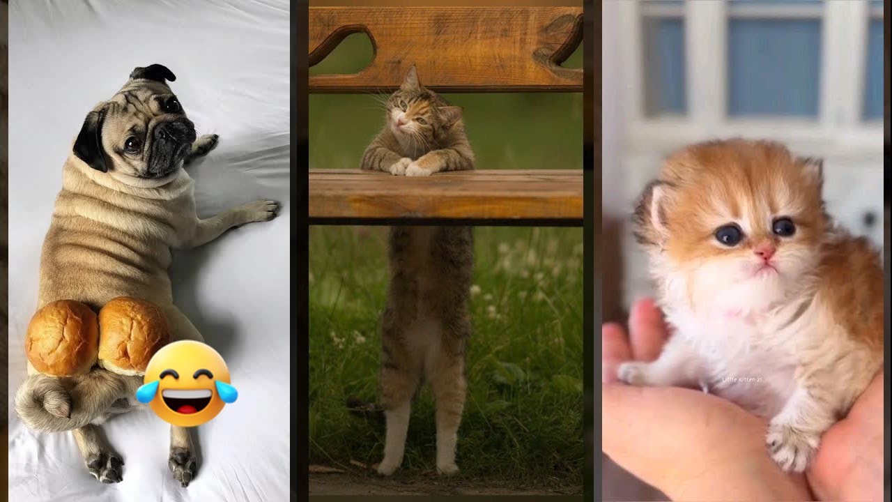 Cat Funny Videos 😅 funny cats compilation 😼 #FunnyCats #3442 - YouTube