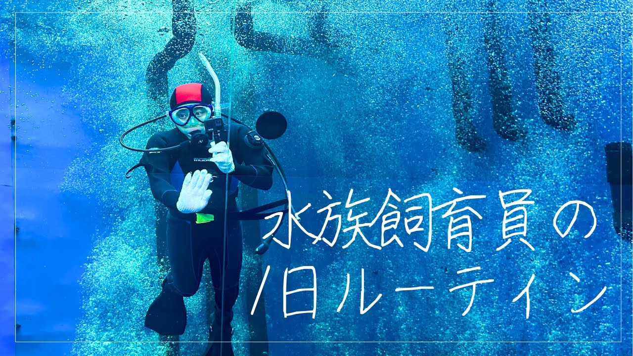 【1日ルーティン】琵琶湖博物館の水族飼育員の1日に密着！