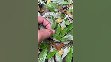 Siêu Thị Cây Cảnh | Cỏ Gừng Thái Có Nét Giống Ngò | Anh Hoa - Làng Hoa Trăm Tuổi #shorts