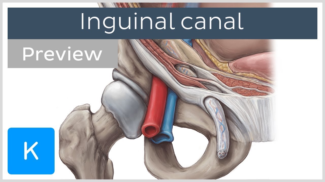 3D Inguinal Canal Anatomy - Boundaries of Inguinal Canal - Superficial and  Deep Inguinal Ring 