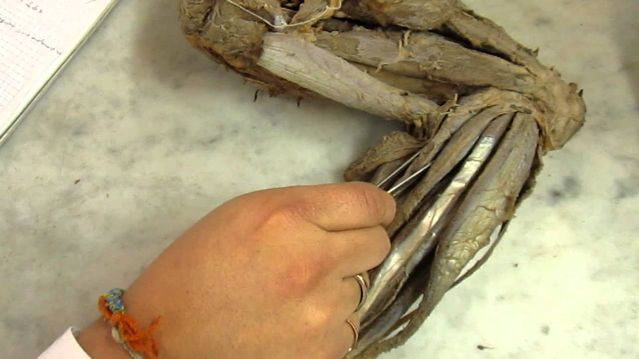 Brazo Musculos AnteBrazo Canino