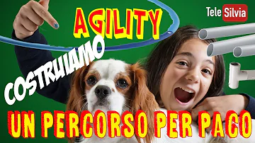 Quanto costa una lezione di agility dog?