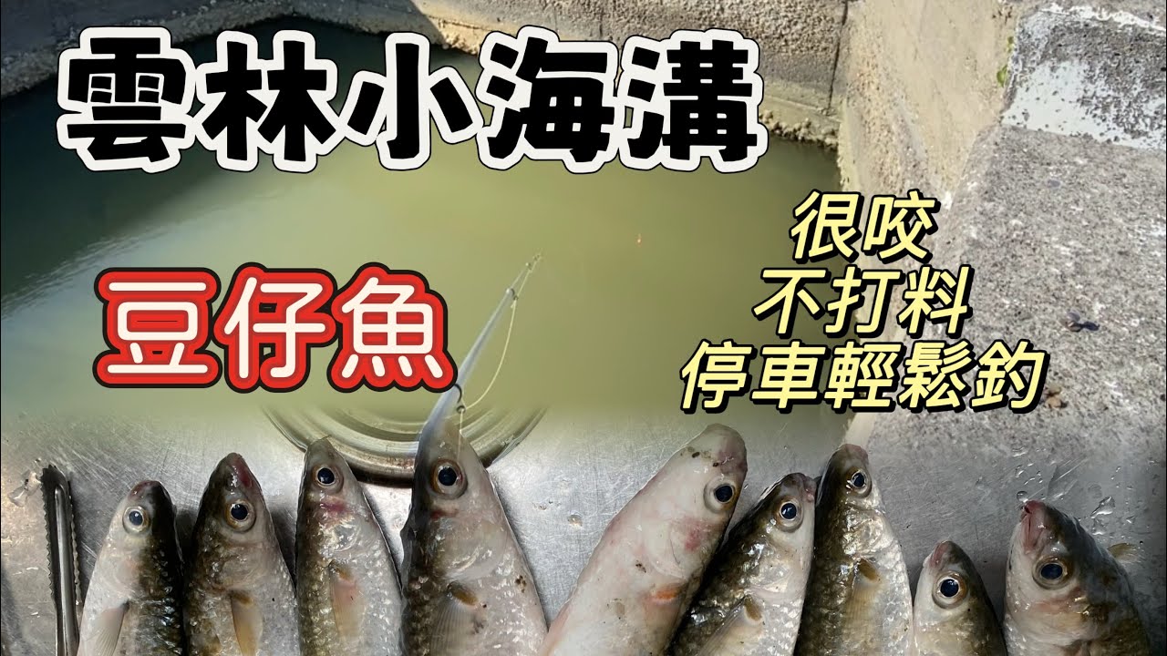 釣豆仔魚#雲林 #小海溝#fishing #豆仔魚 #吐司 #停車釣魚#水門 #磯釣り #2026 #馬年