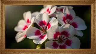 Calm Visual Escape | Relaxing Floral Painting Screen (3 Hours)