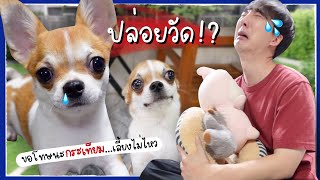 [ENG CC] Last day with KRA TIEM! Our tiny Chihuahua. Sorry, we can’t take care of you anymore…