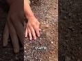 Little Girl Found Rare Crystal In The Ground And Gave It Away