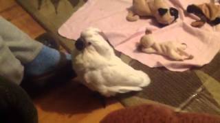 2 Month Old Umbrella Atoo Goes Crazy