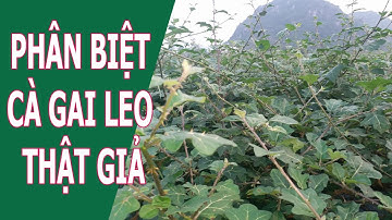 Phân Biệt Cây Cà Gai Leo Thật và Giả - 0976 836 586