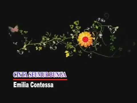 Cintamu seumur bunga - emilia contesa