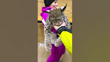 Рысь в полной комплектации 😹 Показываем когти и клыки рысёнка