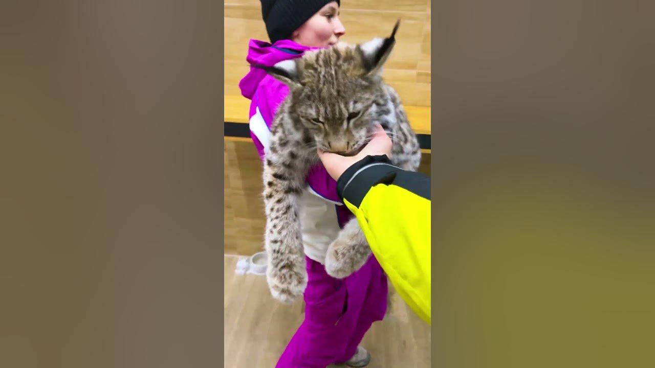 Рысь в полной комплектации 😹 Показываем когти и клыки рысёнка - YouTube