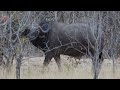 Keep shooting!!! Hunting Buffalo in Zimbabwe / Episode 9