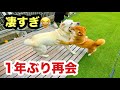 約1年ぶりに再会する犬たちの勢いが凄すぎた！