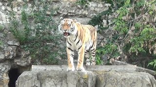 Siberian Tiger (Amur Tiger, Ussurian Tiger) - Moscow Zoo