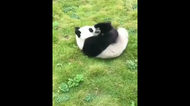 Yuvarlanan panda