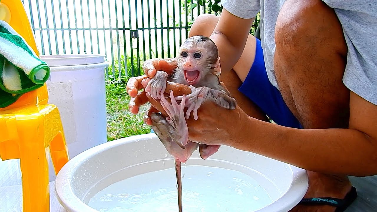 Tiny baby monkey fe-ar of cold water cry sei-zure won't bath