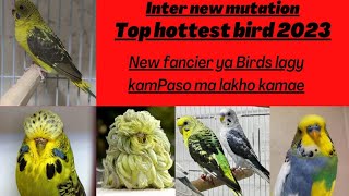 Inter New Mutation Budgies In Pakistan Hottest Bird 2023/Shahmeerfinchfarming/