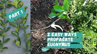 Part 1: How to Propagate Euonymus | Euonymus Plant | Euonymus Manhattan | Evergreen Shrubs