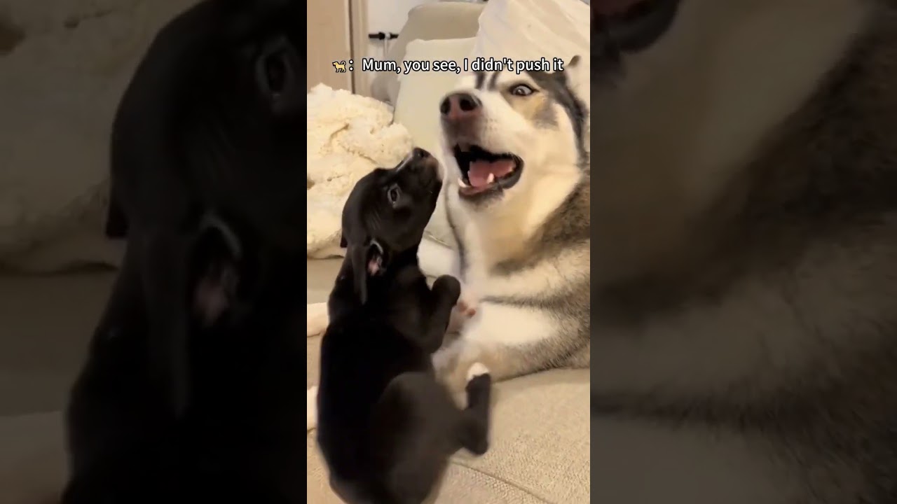 Dog brothers who can't get along peacefully