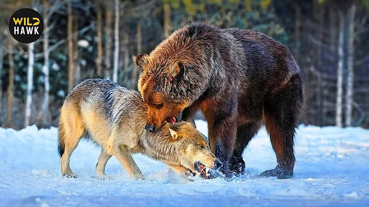 Craziest Grizzly Bear Attacks Ever Filmed caught on camera | Animal Fights