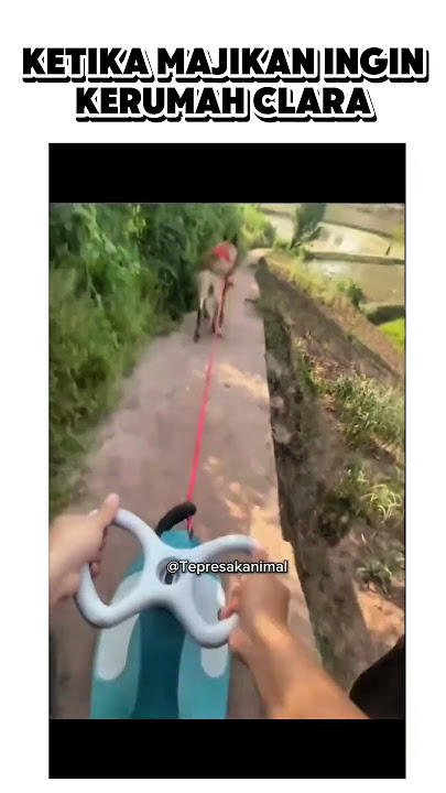 ketika menyuruh asu antar kerumah clara.#shorts #shortvideo #funny#meme