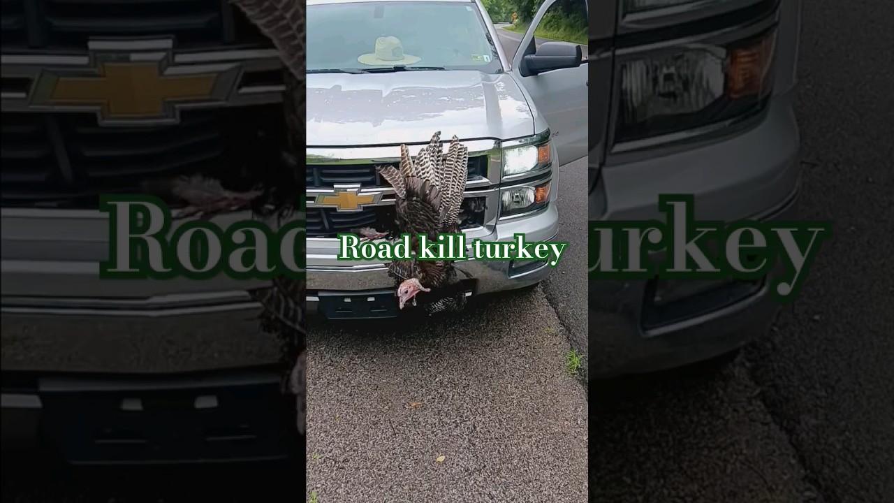 GRILLING A TURKEY  WVA  ROAD KILL