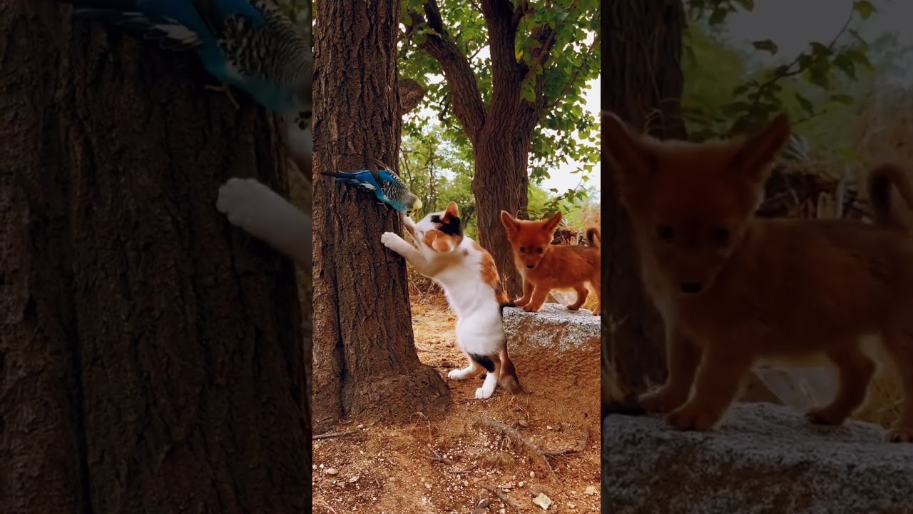 Funny Animals & Birds Video | #shortsvideo #animalshorts #birds #funnyvideo