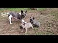 French Bulldog Breeders Near Me