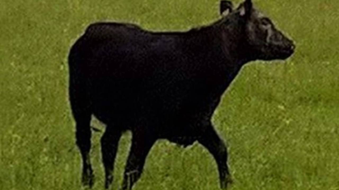 It took 4 firefighters and vet to save this clumsy cow after she got ...