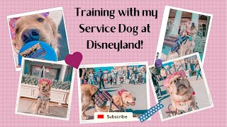 Service Dog Training at Disneyland!