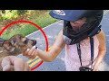 BIKERS vs ANIMALS | BAMBI Finally REUNITED  with its MOTHER Ep. 2