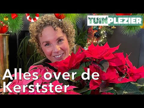 Video: Hoe laat je een kerstster bloeien? Binnenbloemen: verzorging, onderhoud