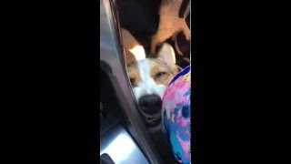 Henry's Sleepy Corgi Face During Car Ride Henry's Sleepy Corgi Face During Car Ride
