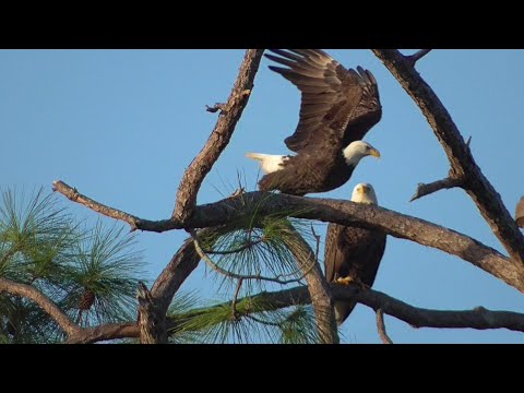 SWFL Eagles_ Sticks/Grasses Added, Mating & Watching By M15 & F23, Then Out To Eat 11.03.23
