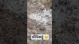 કીડિયારું સેવા Real peaceful view #bestplaceinahmedabad #birds #bestplaceinahmedabad