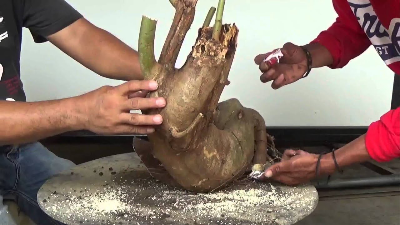 Bonsai Tutorials for Beginners: How to Pot Up a Newly Collected Material