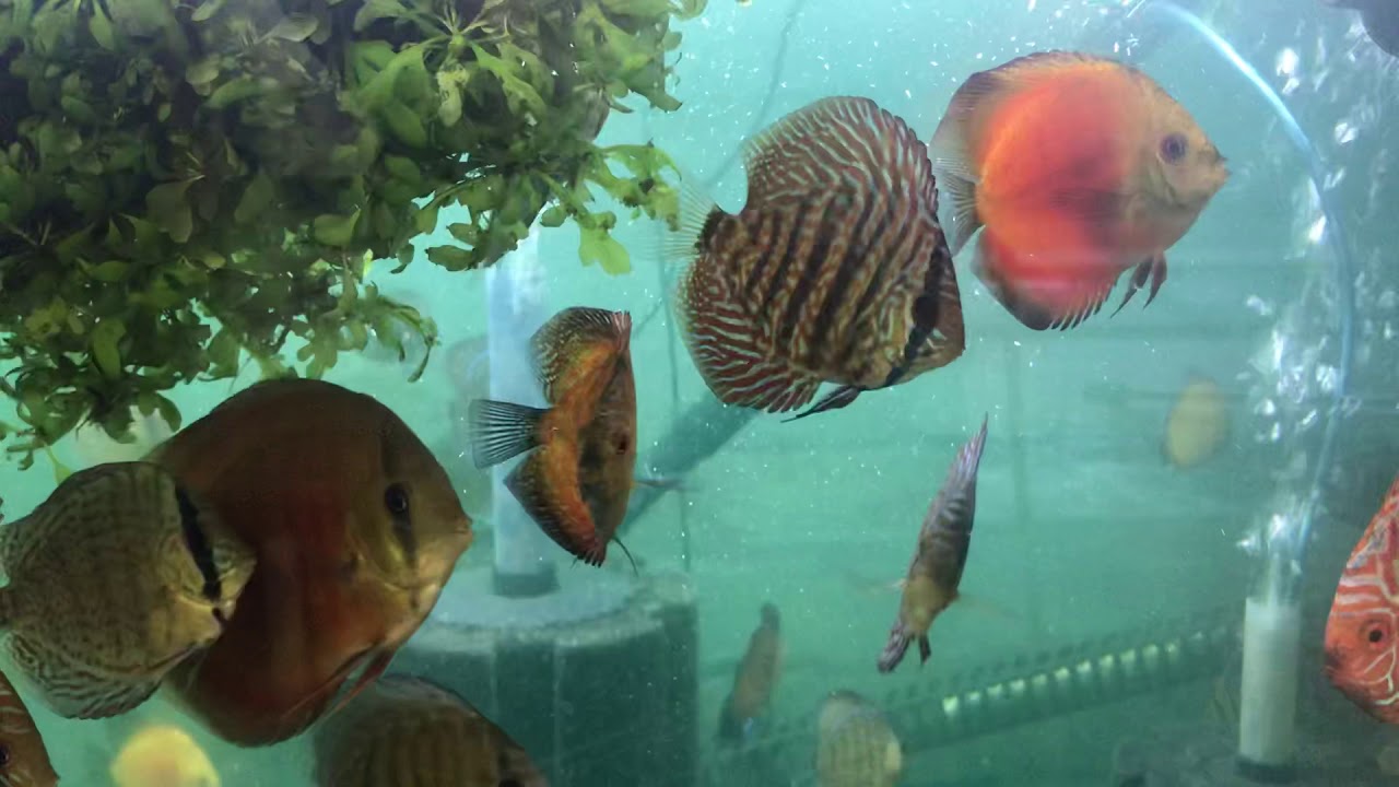 camera iphone 8 plus apk 300 discus, £15 to £30 take your pick , 😆