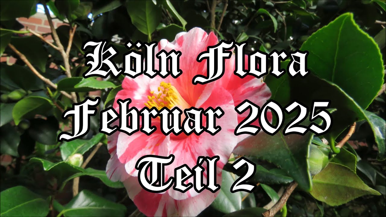 Köln Flora Februar 2025 Teil 2