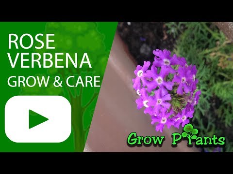 Rose Verbena - grow & care