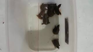 Anak labi labi screenshot 3