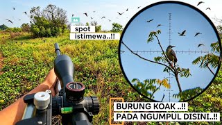 HUNTING‼️NEMU MARKAS BESAR BURUNG KOAK...💥‼️