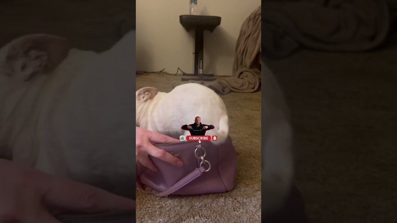 BABIES & DOGGY'S FUN MOMENTS! 