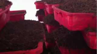 Black tea processing at steaming room