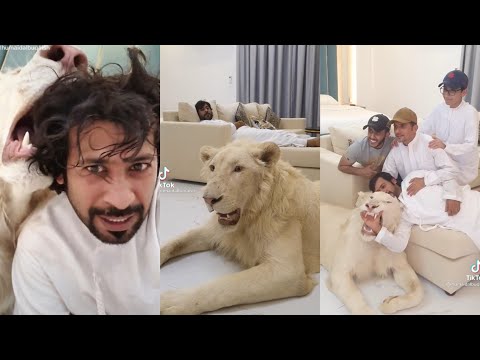 TikTok Dubai Humaid Albuqaish With His Pets Video