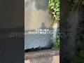 用水路の流れ込みに潜む… #用水路 #魚 #淡水魚 #ナマズ