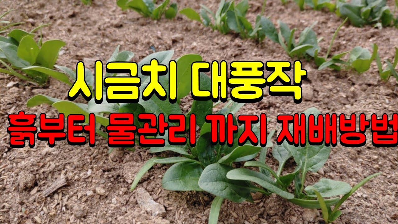 봄 시금치 파종시기 ️ 파종방법 ️ 흙부터 물관리까지 재배 방법 공개 - YouTube