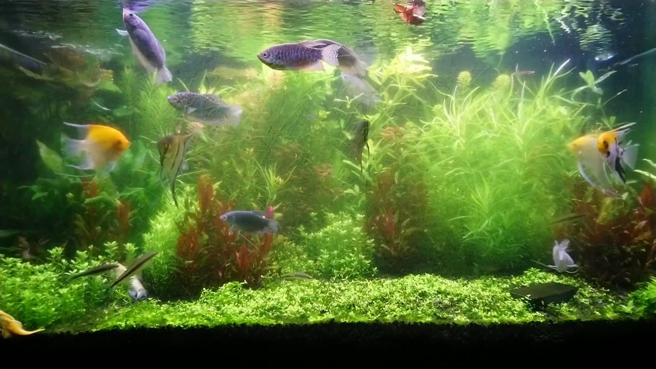 14.  Stosunek Fosforu do Azotu a pylenie szyb w akwarium / Update 400 Litrów/ akwarium roslinne