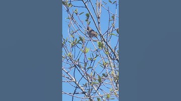 Savannah Sparrow (Passerculus sandwichensis) singing in the spring