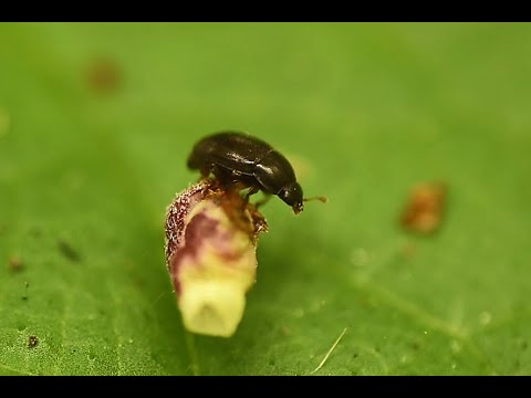 Meligethes brunnicornis, mannetje, op bosandoorn