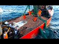 Net Fishing Shrimp, Catch Hundreds Tons Shrimp on sea - Shrimp processing frozen in vessel !!